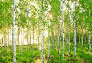 birch_trees