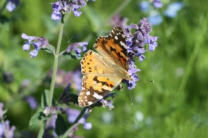 painted lady butterfly on catmint