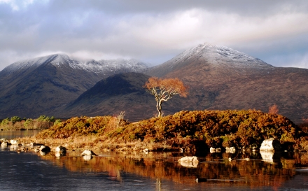 Rowan Tree, Mountain, Black Mount, Scottish Highlands