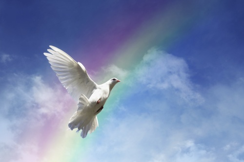 White Dove and Rainbow